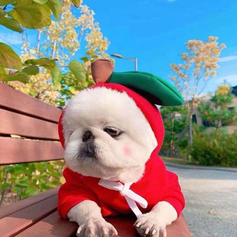 Cute Fruit Dog Clothes for Small Dogs Hoodies Winter Warm