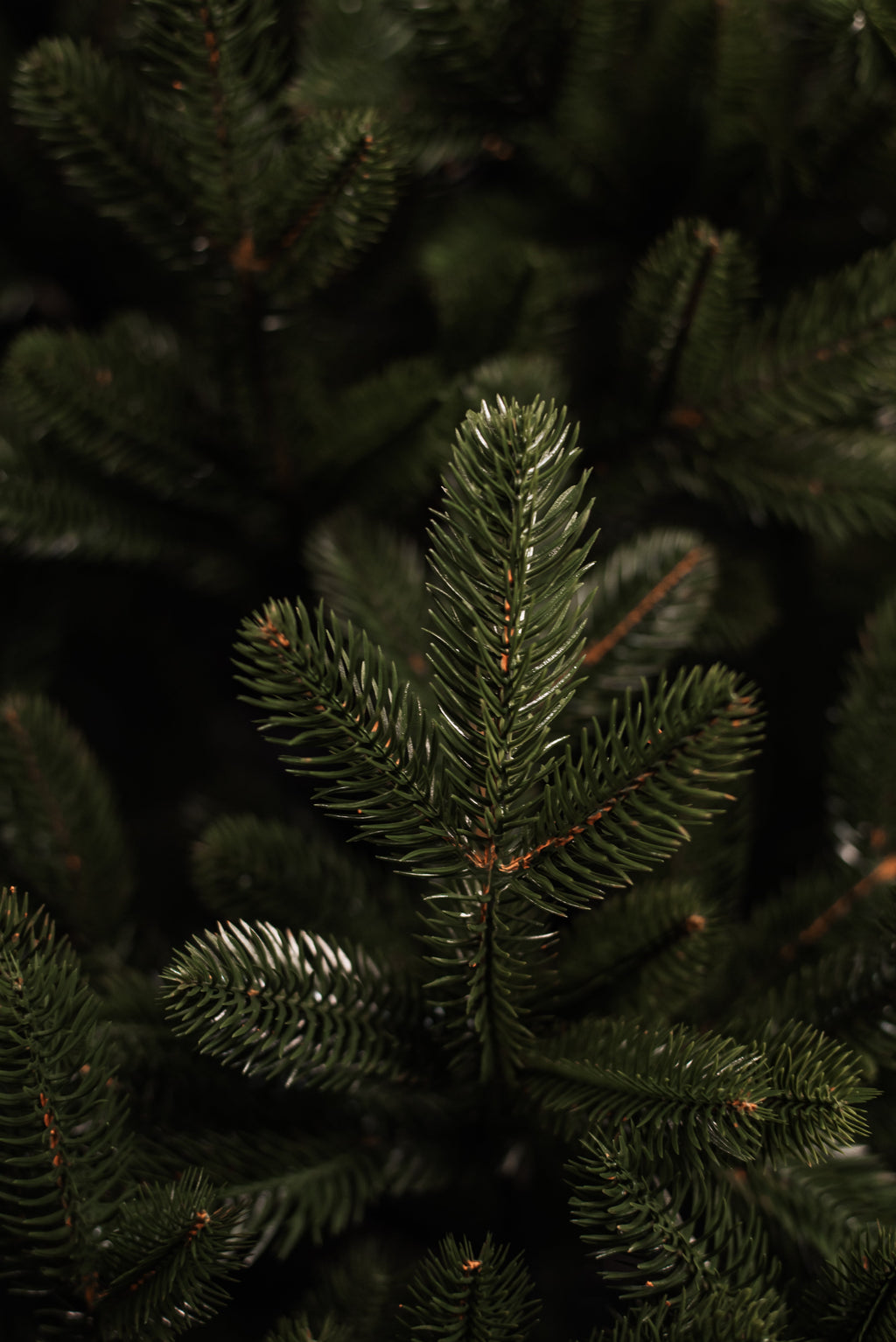 Ukrainian Prime Artificial Christmas Tree, 7.5–8 ft, 100% PE