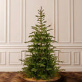 7.5 ft Norwegian Spruce Unlit Artificial Christmas Tree