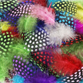 Natural Spotted Guinea Fowl Feathers 100PC