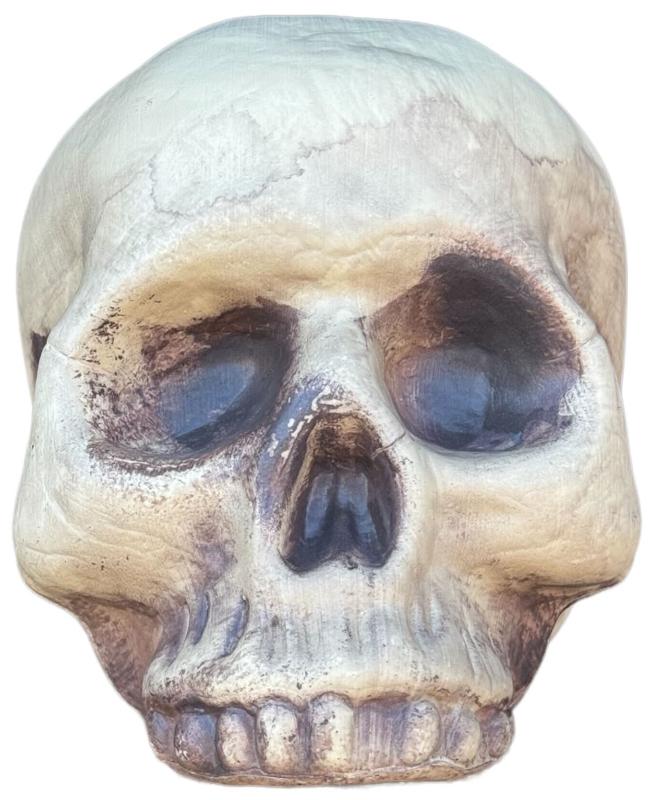Skeleton Skull Prop
