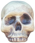 Skeleton Skull Prop