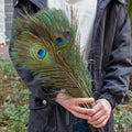 Wholesale Real Peacock Feathers (50-100/lot)