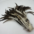 100PCS Natural Barred Rooster Tail Feathers (15-45CM)