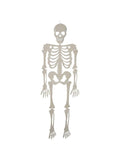 Skeleton Halloween Prop