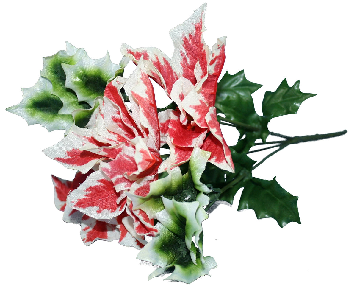 Variegated Poinsettia Stem