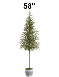 Cypress Tree in Cement Pot, 2 Size Options