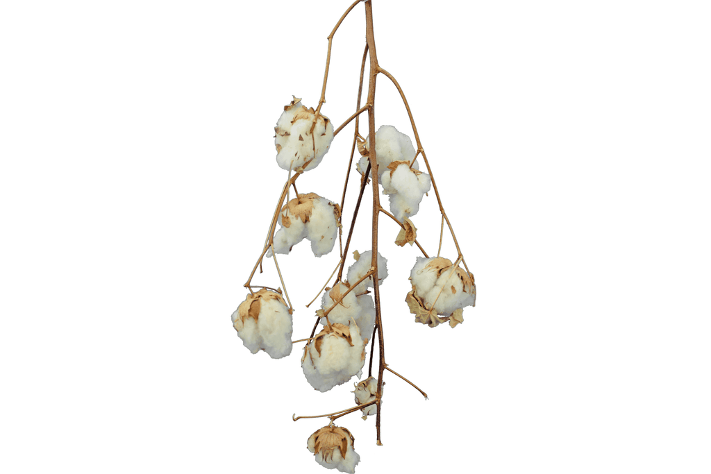 Cotton Stalk Natural Branch