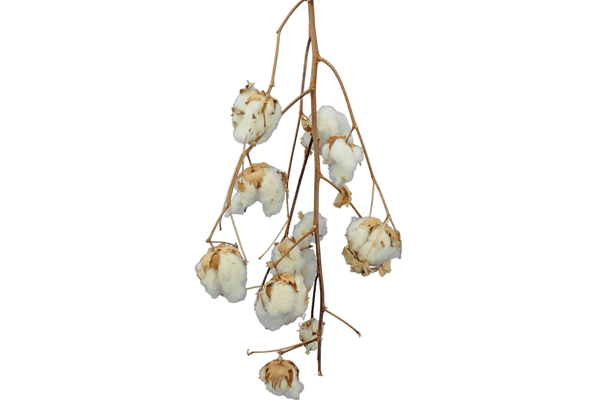 Cotton Stalk Natural Branch