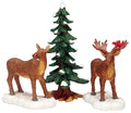 Mr & Mrs Moose