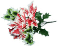 Variegated Poinsettia Stem