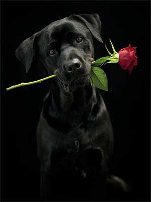 Card - Black Lab Rose Delivery