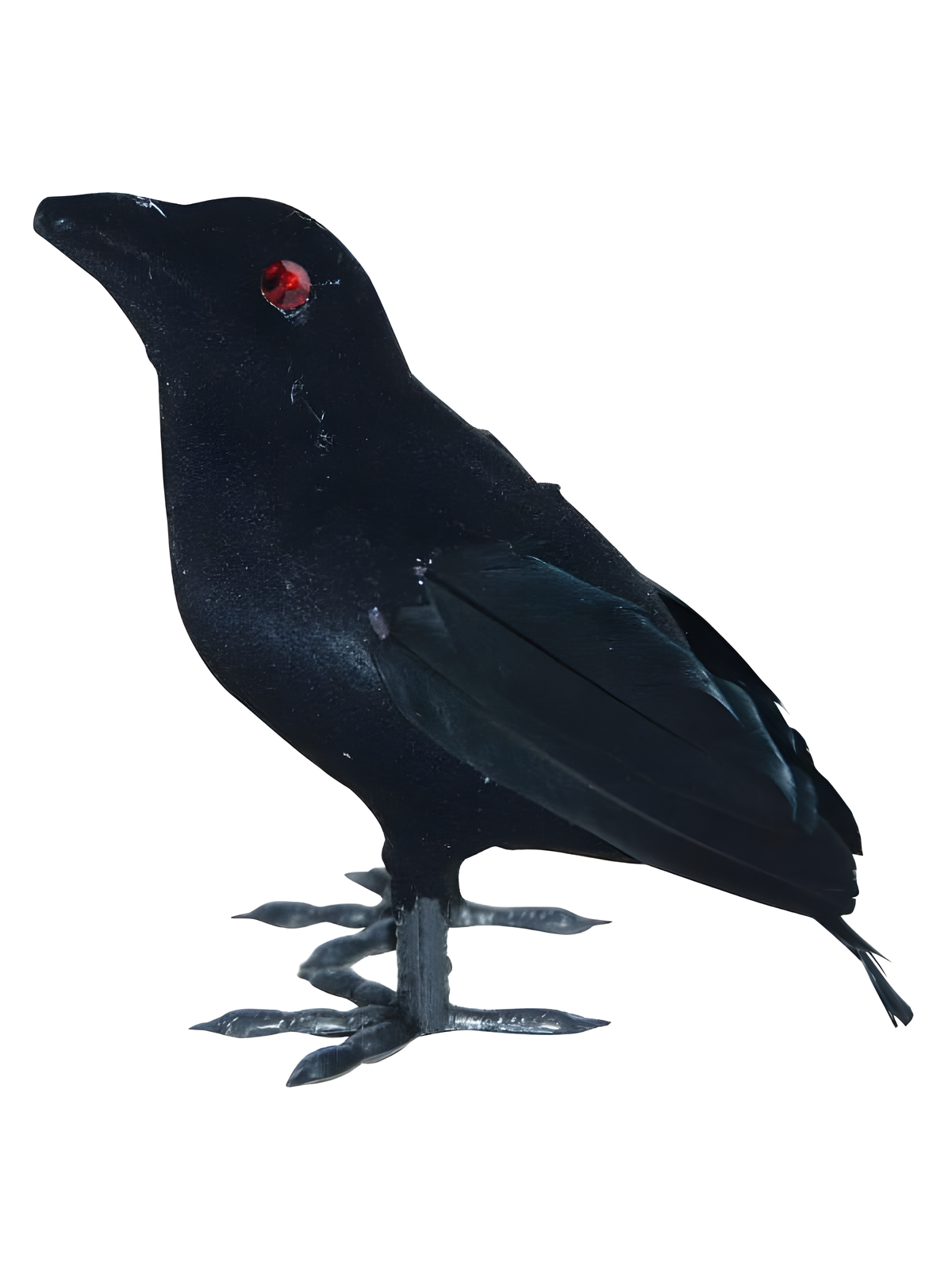 Small Flocked Crow
