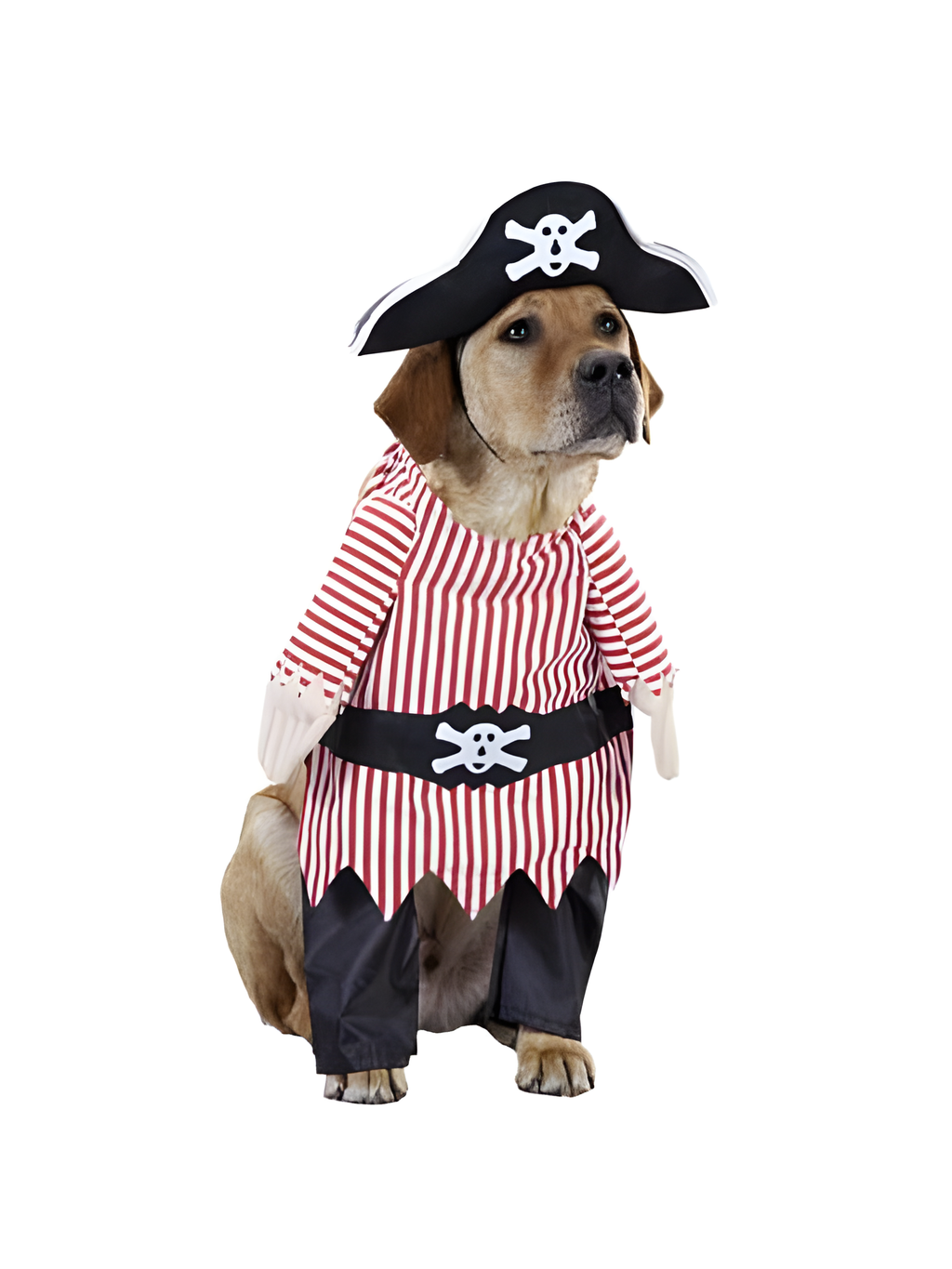Pirate Dog Costume