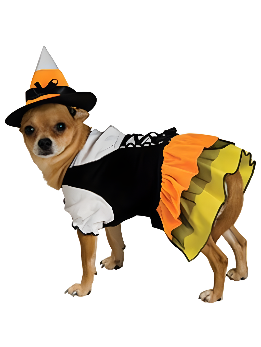 Candy Corn Witch Dog Costume