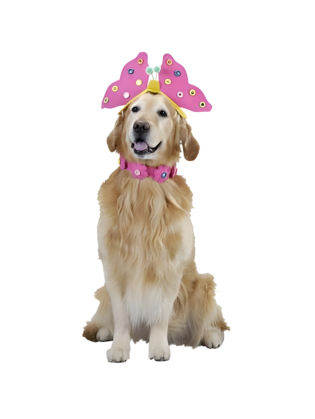 Butterfly Dog Costume