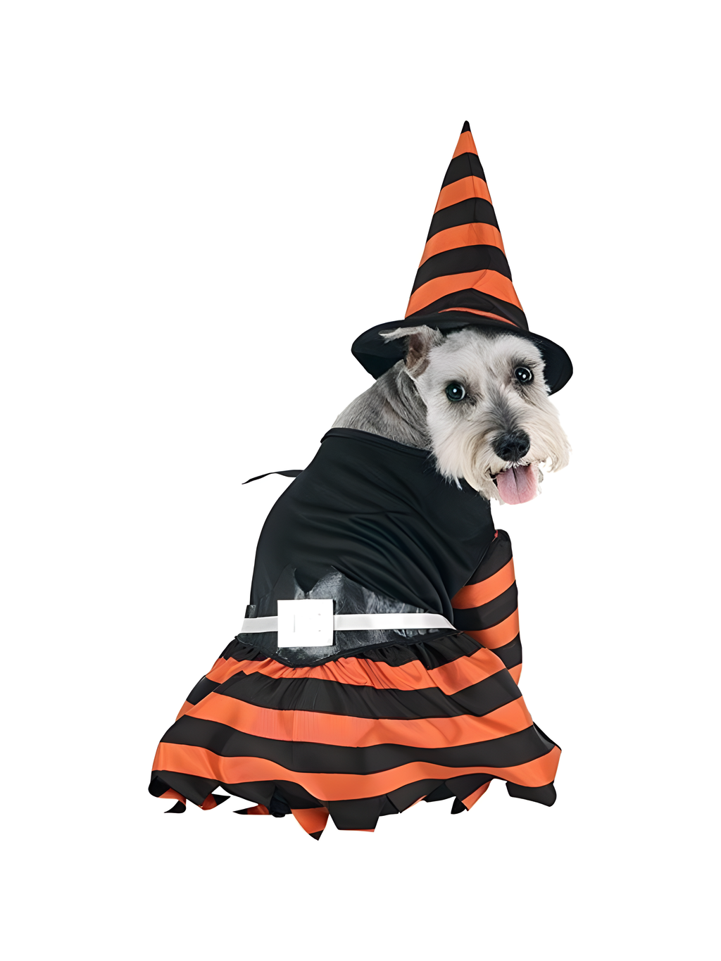 Halloween Witch Dog Costume