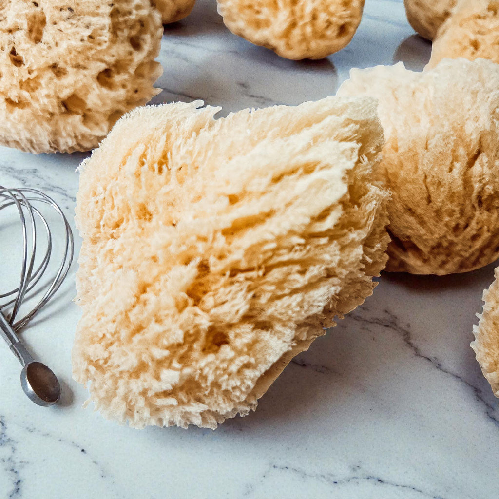 Dead Sea Sponge