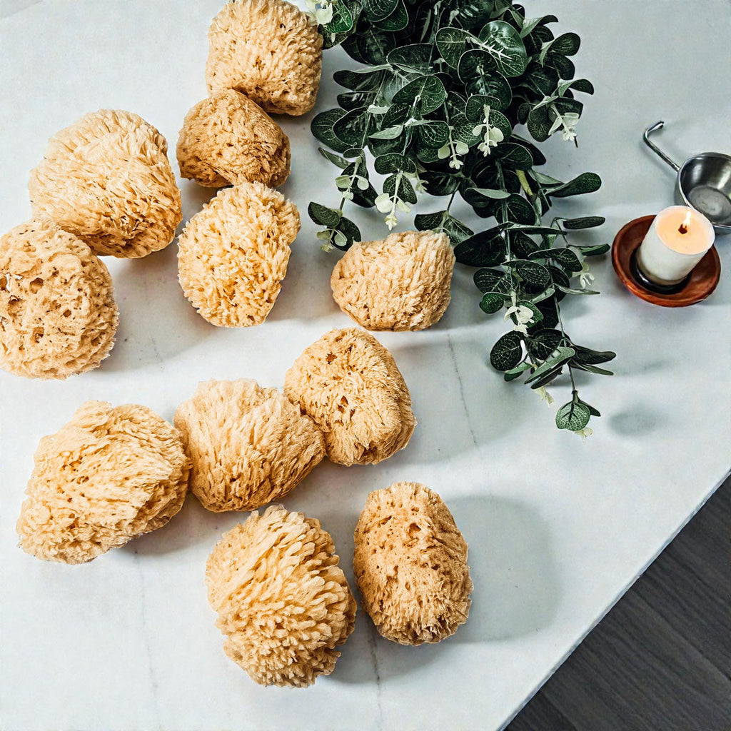 Dead Sea Sponge