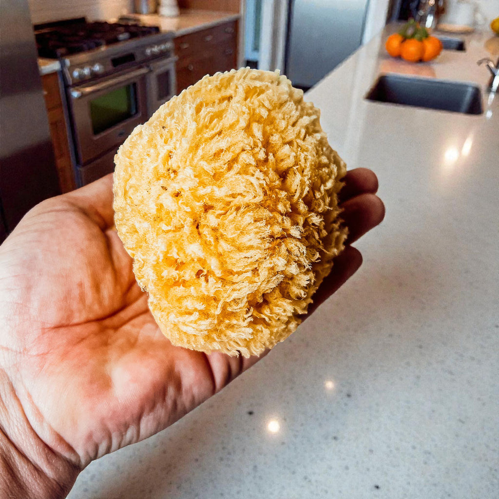Dead Sea Sponge