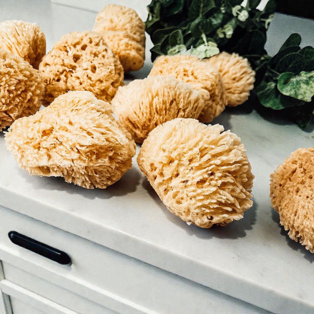 Dead Sea Sponge