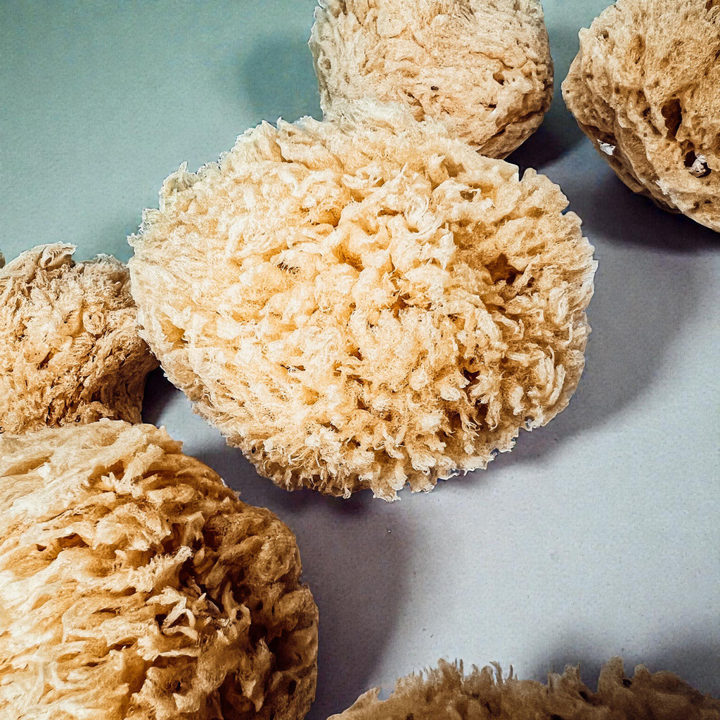 Dead Sea Sponge