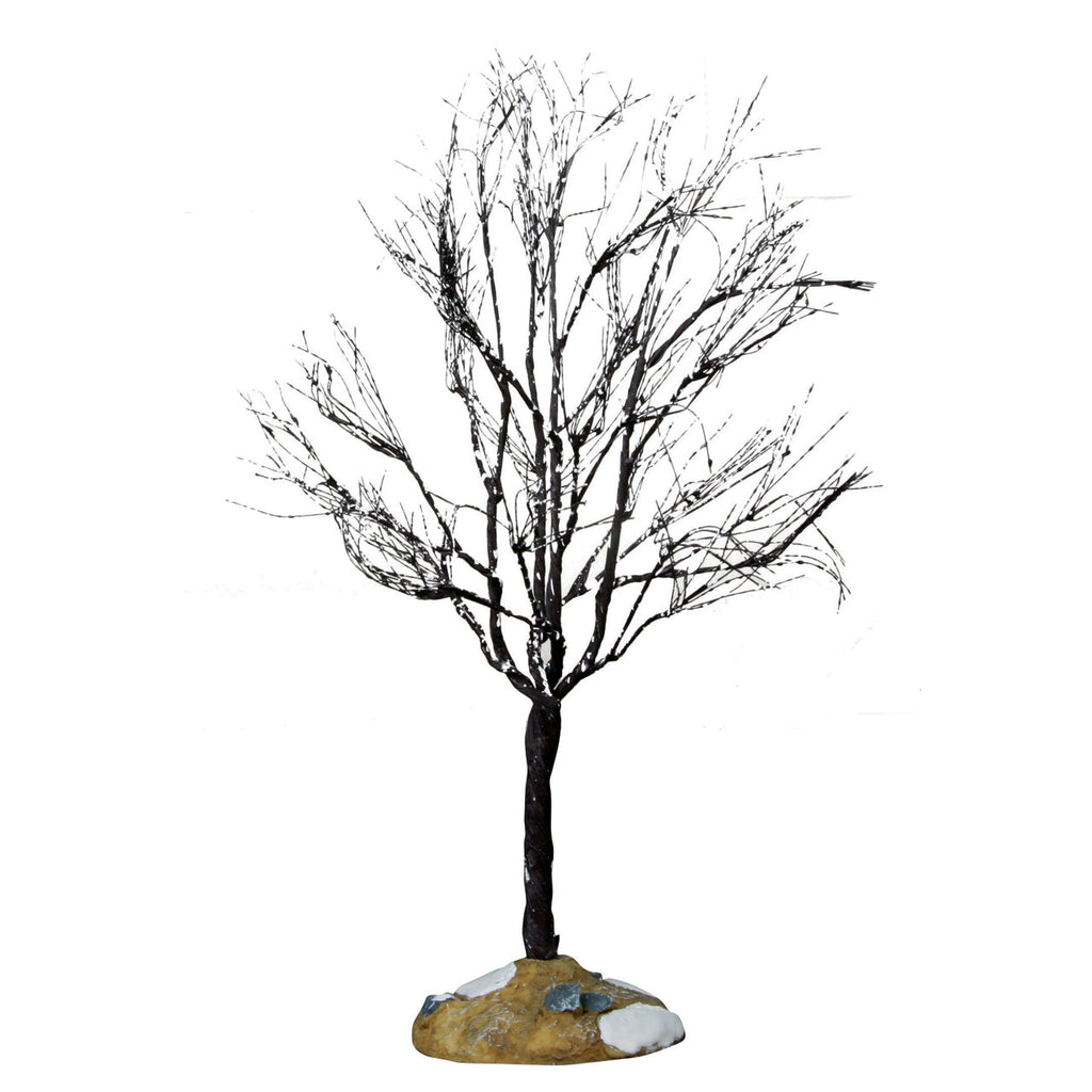 Butternut Tree - 9.5 inches